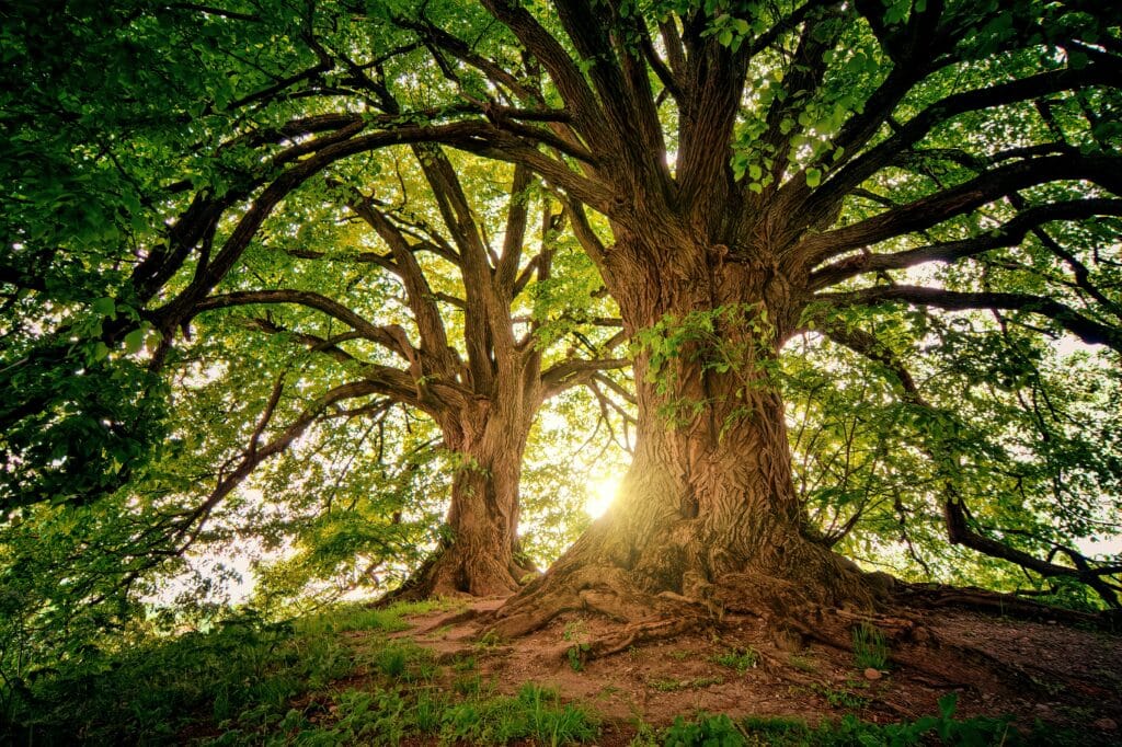 Photo of a Arborist