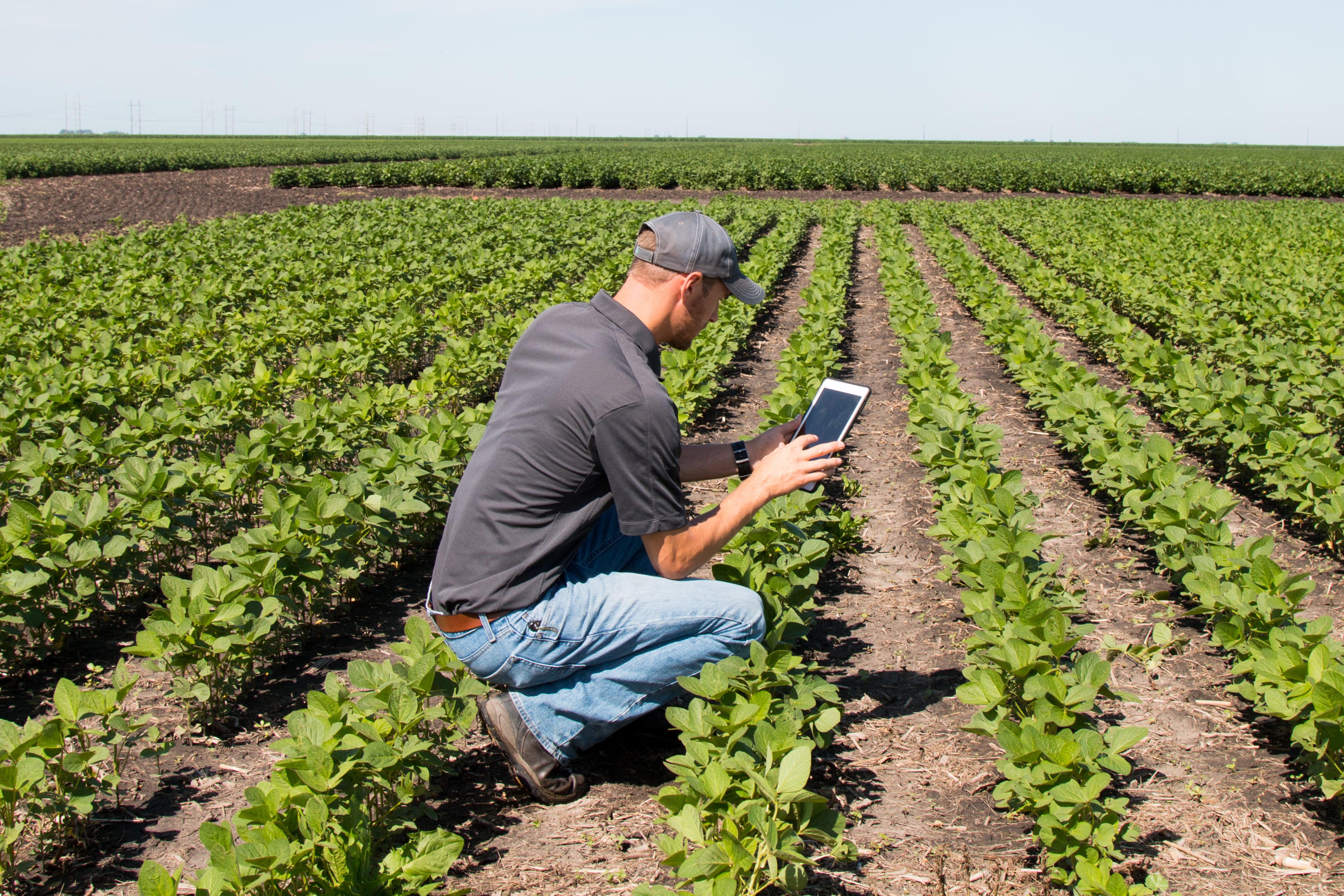 Biomass Energy Specialist Using a Tablet in an Agricultural Field