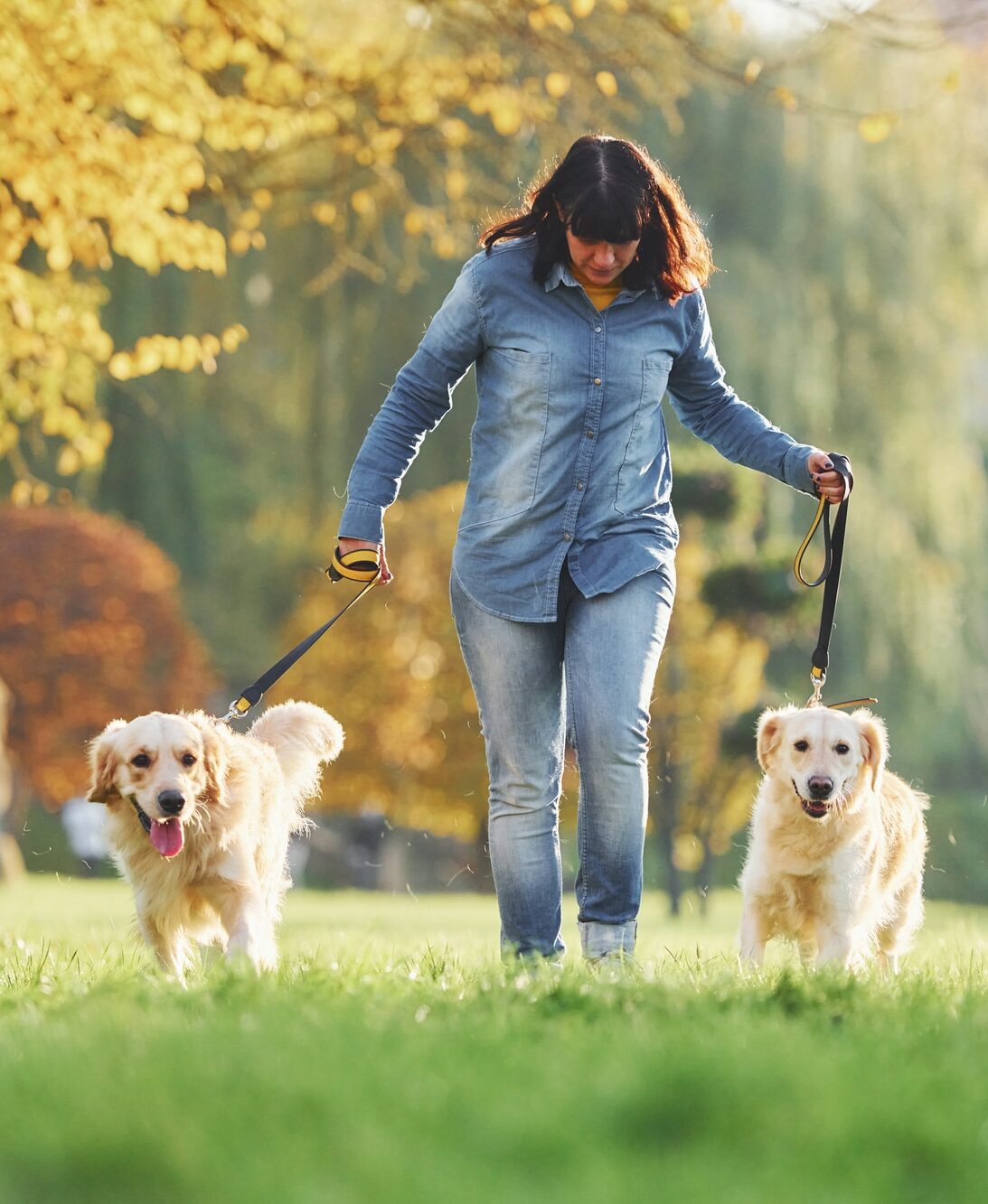 Woman have a walk with two Golden Retriever dogs in the park, working as a Pet Sitter