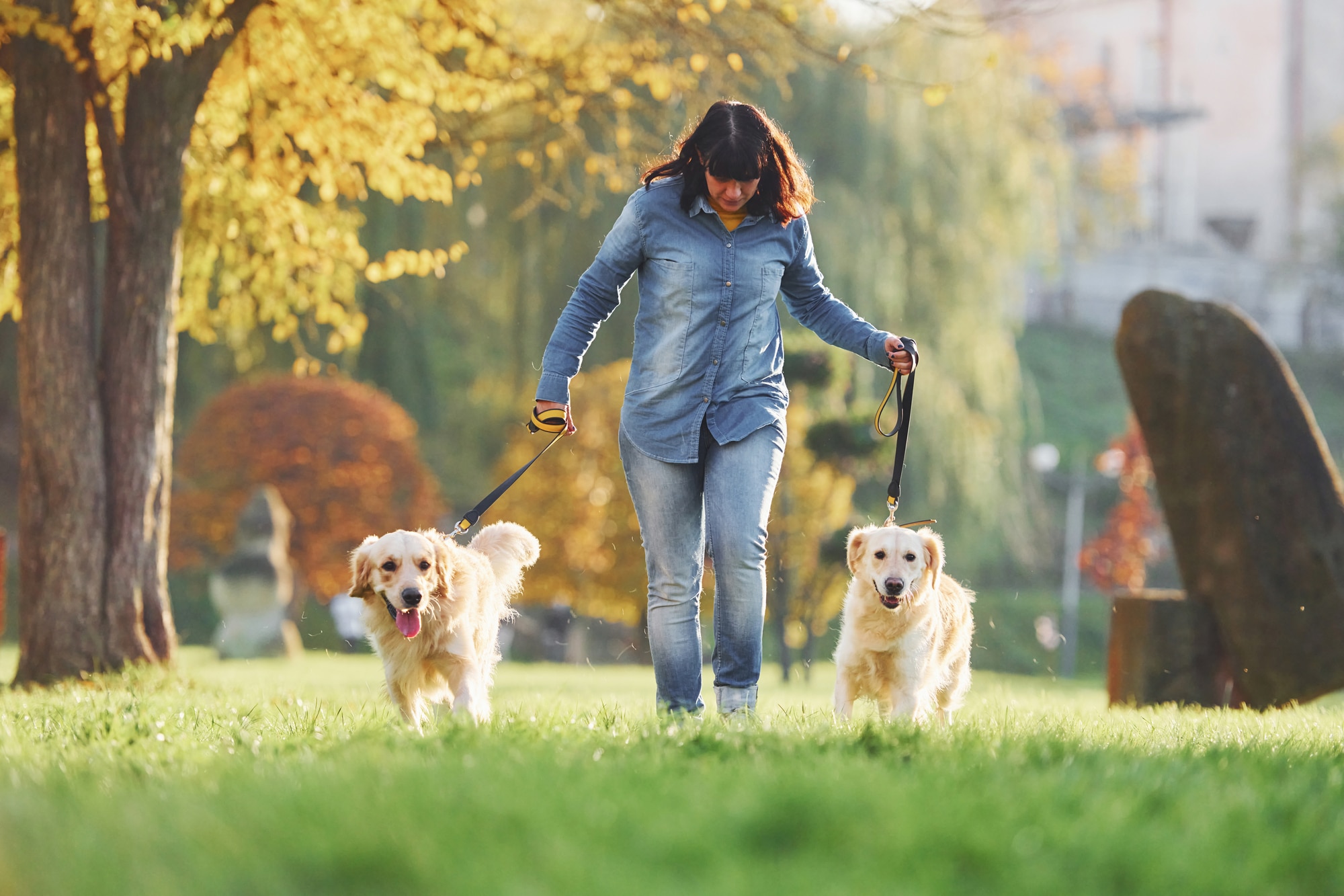 Woman have a walk with two Golden Retriever dogs in the park, working as a Pet Sitter