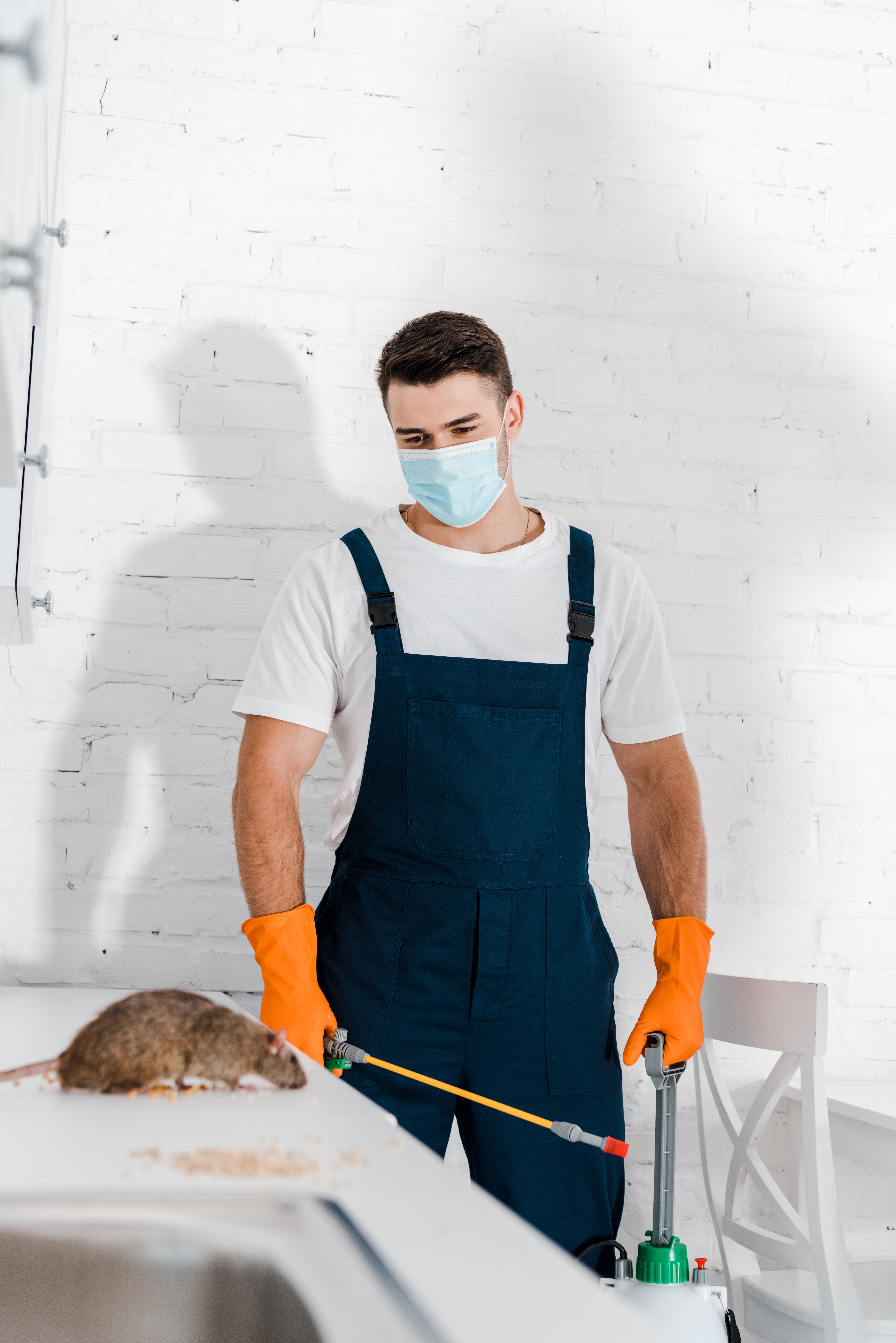 Man in protective mask holding toxic spray near rat in kitchen