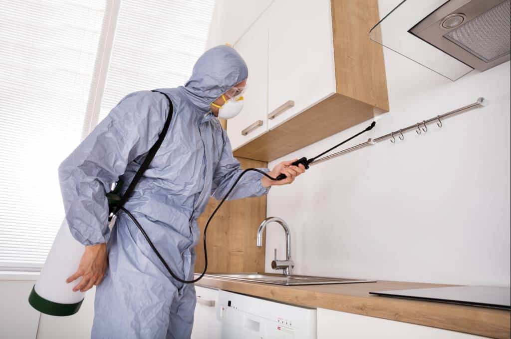 Pest Inspection